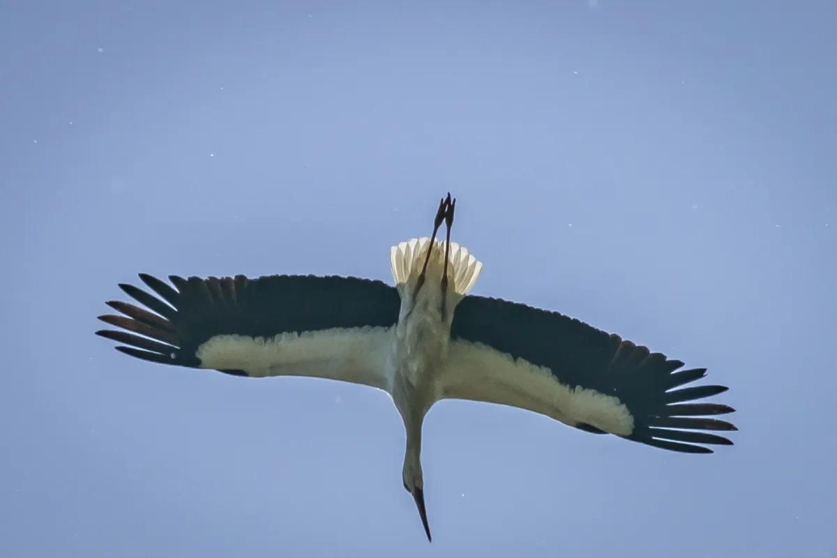 Stork gliding overhead against a clear sky
